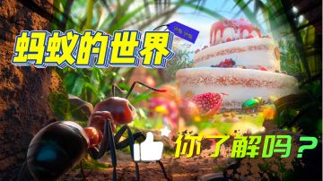 🐜蚂蚁的世界你真的不好奇吗？建立一个属于自己的蚂蚁小王国吧！