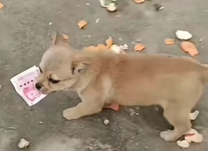 叼钱小狗截图