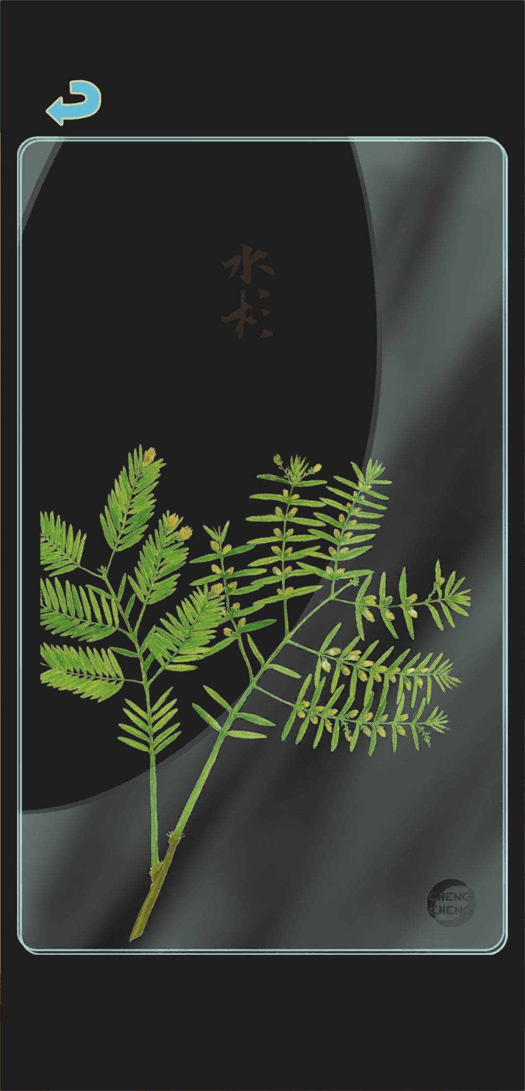 夏季树种透卡2 1