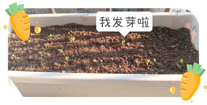 入秋后种下的樱桃萝卜截图