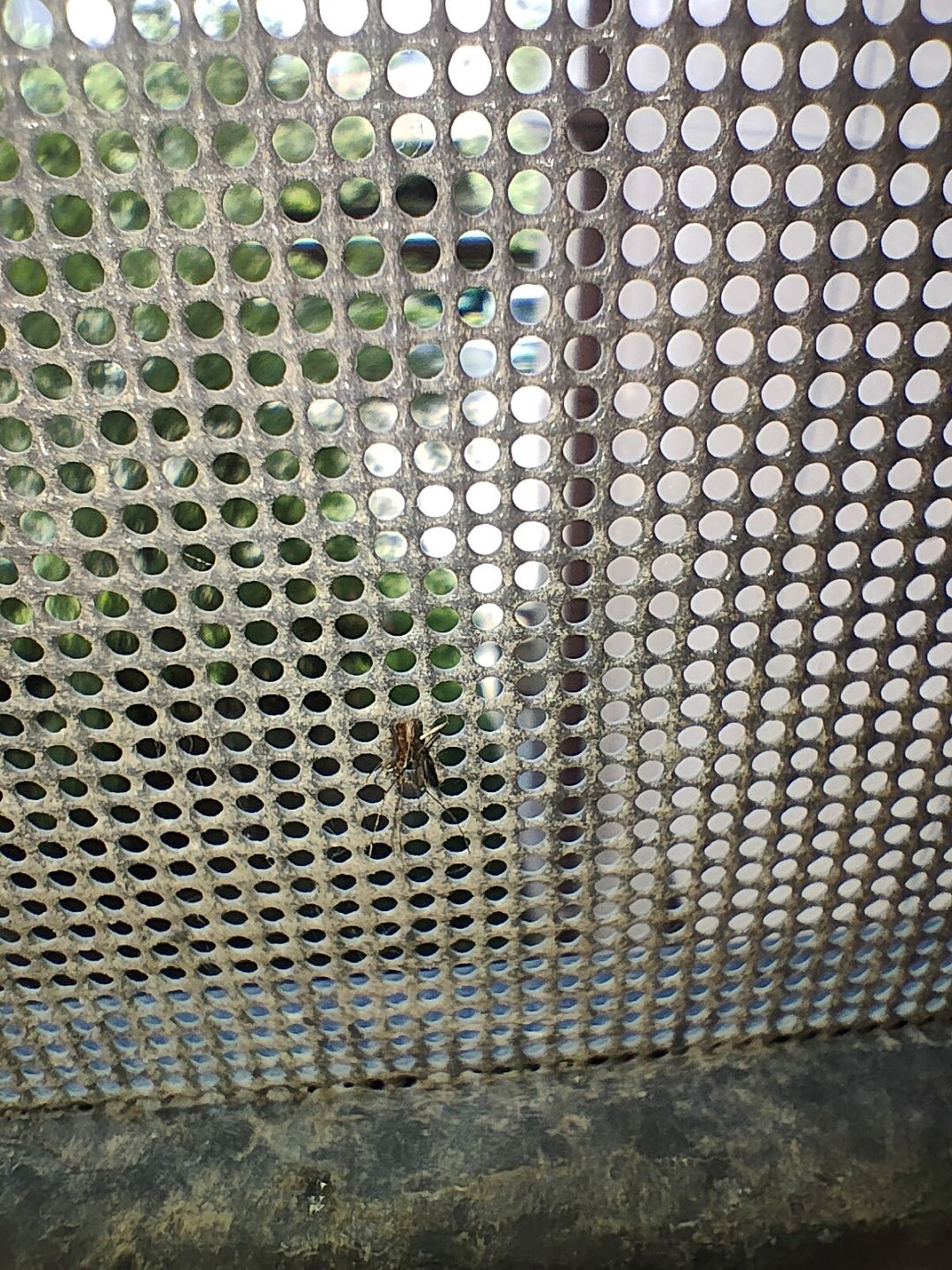 金刚网确实不拦蚊子 1