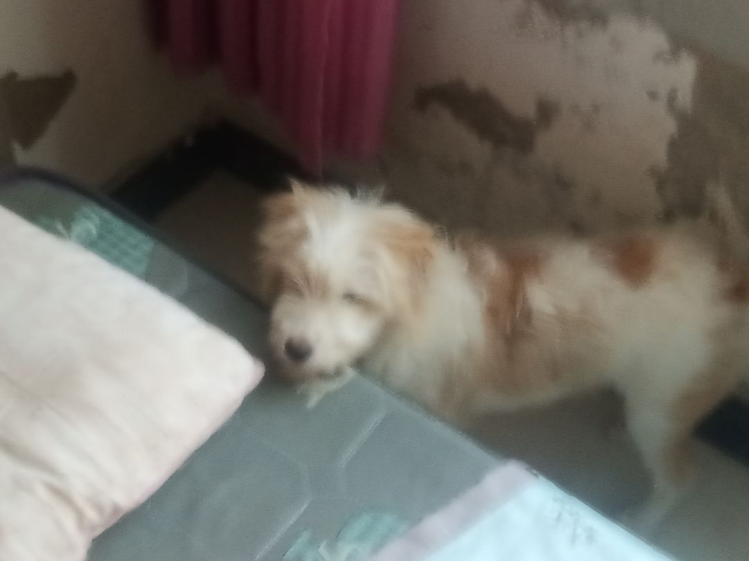 动态图片 15
