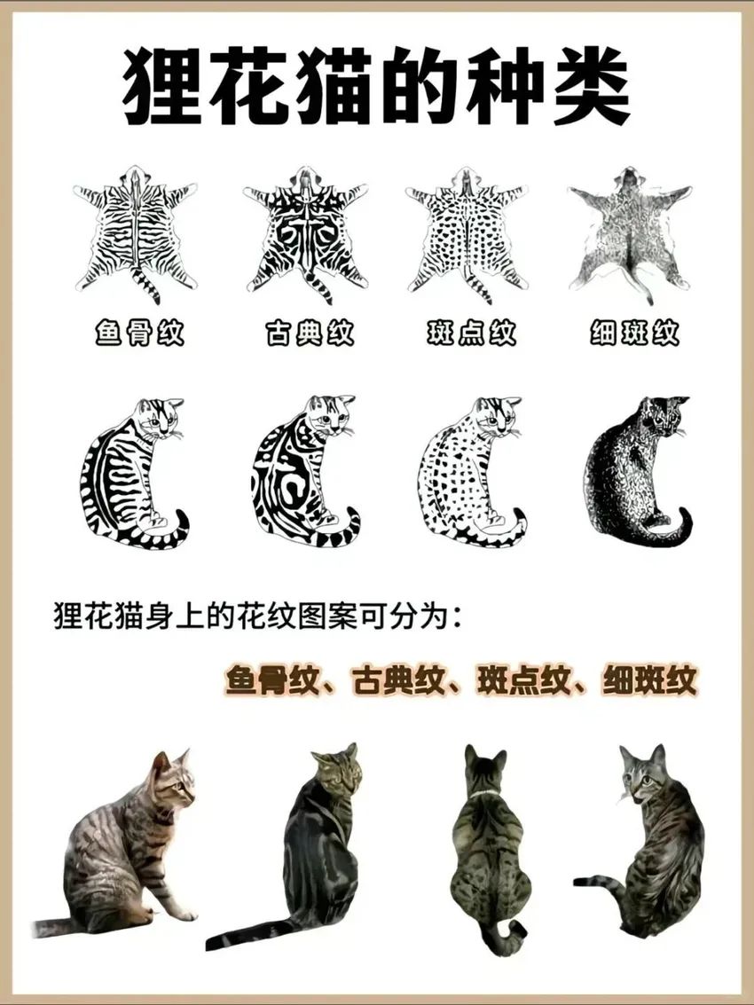 🌟青年大学习|认识狸花猫🌟 3