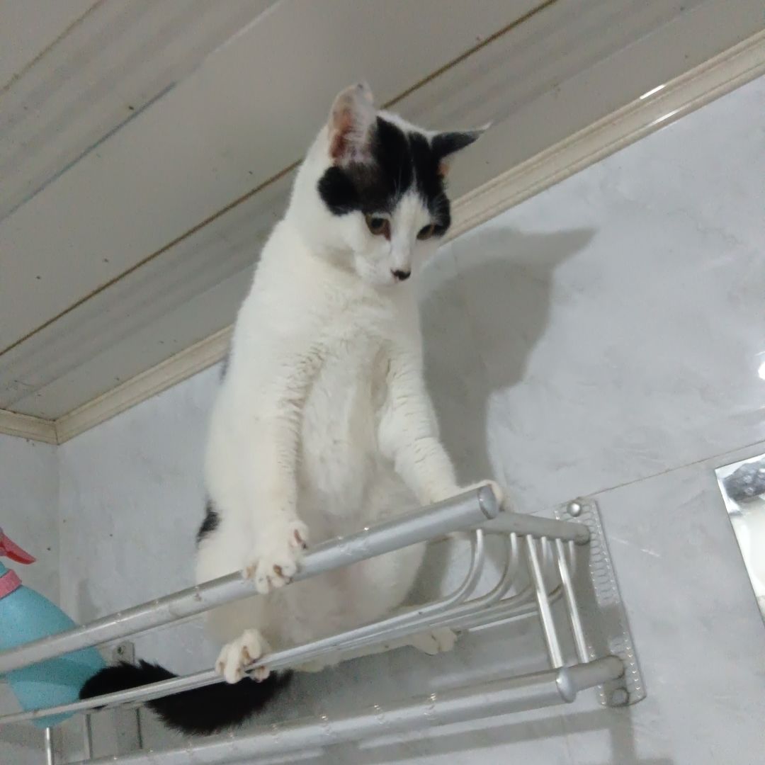 看看猫 1
