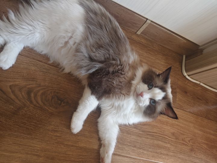 借用了一下我家猫猫的运气截图