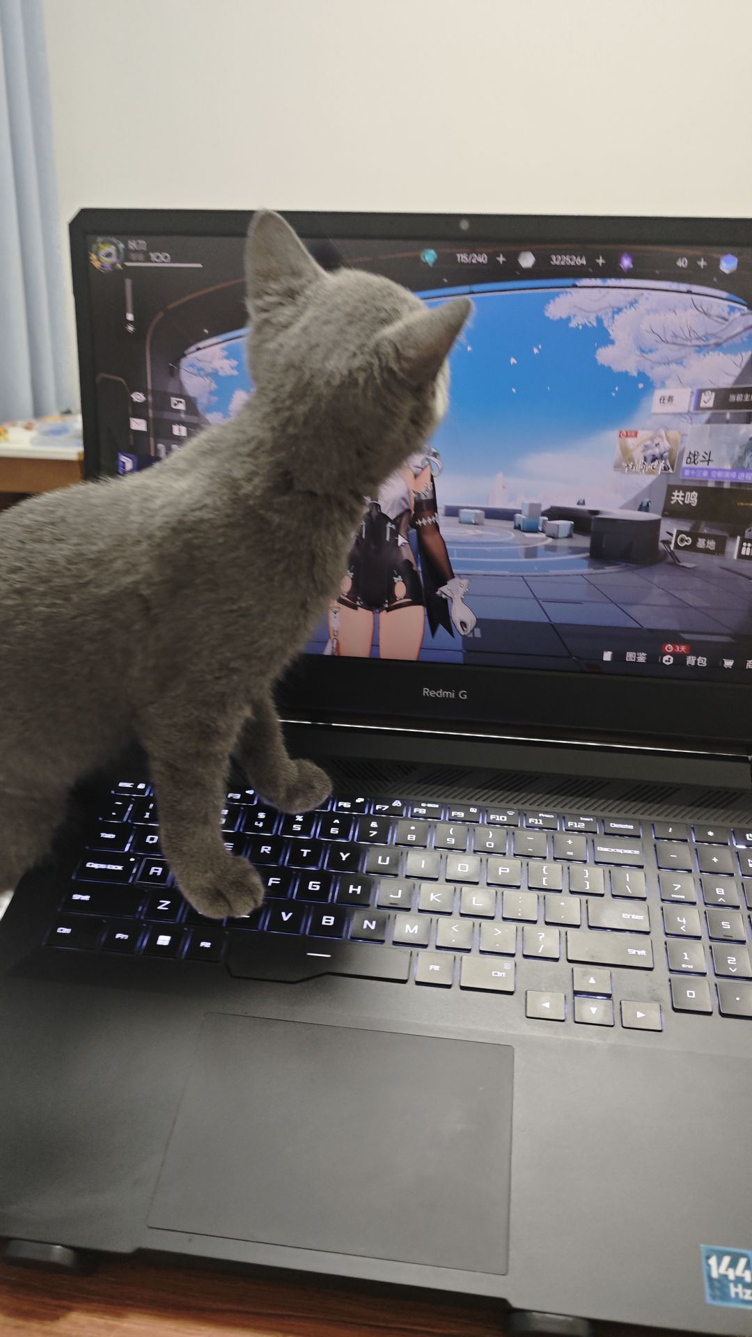 我家猫网恋了好像 1
