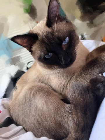 晒《喵喵妙妙塔：数涂》猫咪主题活动~赢京东购物卡噢~