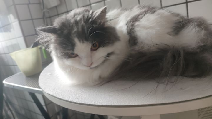 带小猫许愿黑悟空!截图