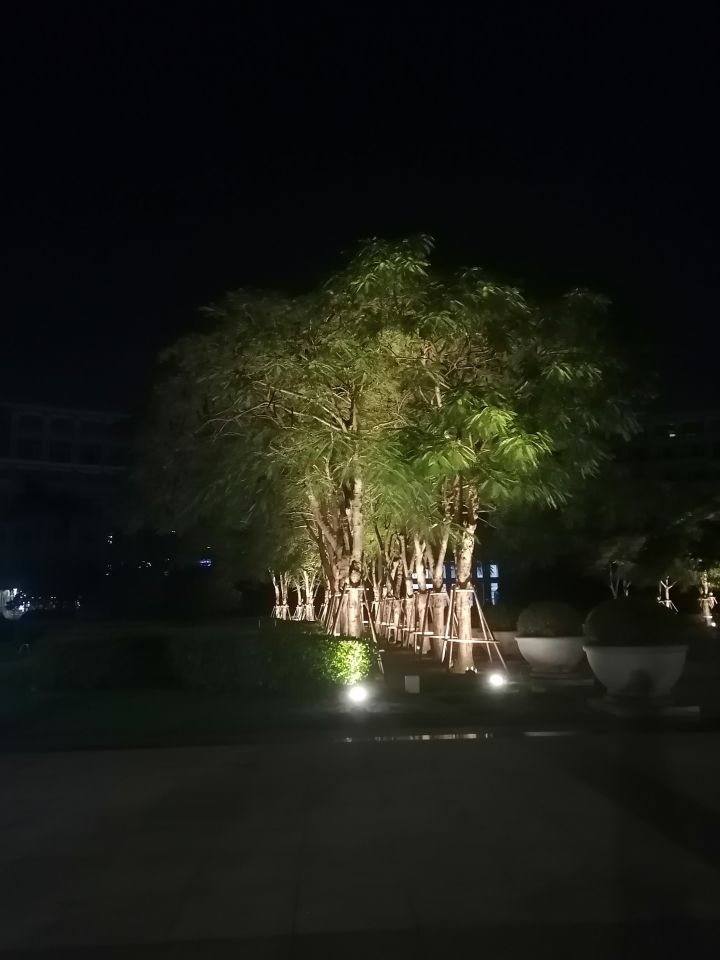 晚上的凤凰木，灯打得怪好看的截图