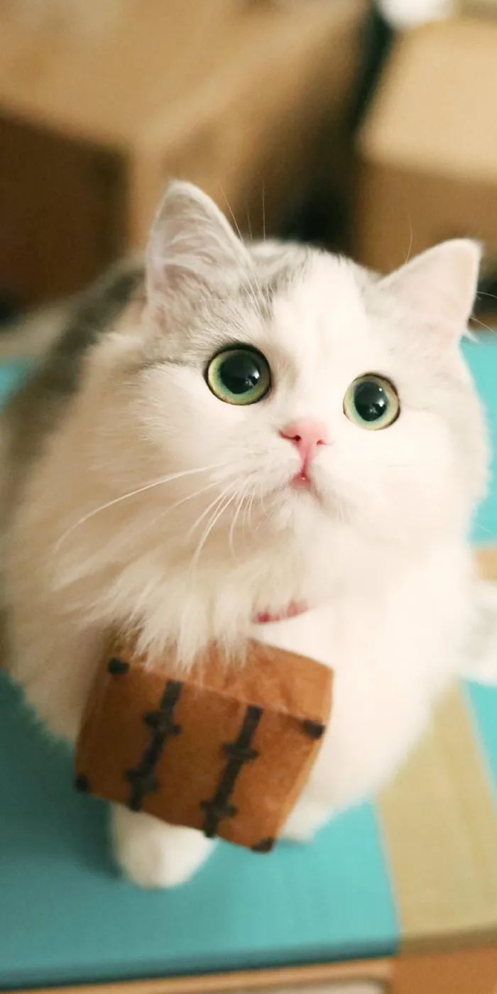 驯猴人龙马截图