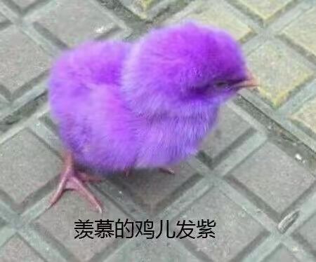 下一期红将出山是哪两个? 1