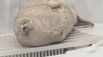 异想天开时间，随便做梦