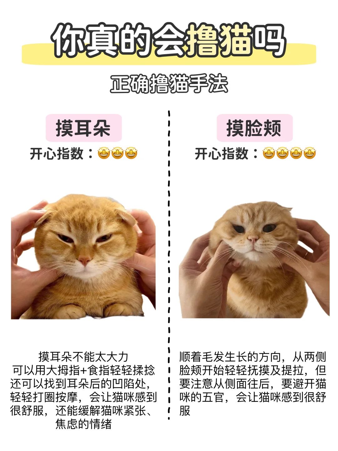 新手撸猫说明书📖如何正确撸猫不被咬⁉️ 6