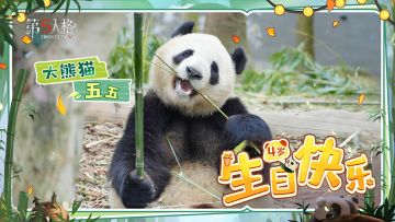 五五4岁生日快乐！祝我们的宝贝继续健康成长~
人，想小熊的话可以来明月馆看五五哦！
#大熊猫五五生日快乐 #第五人格