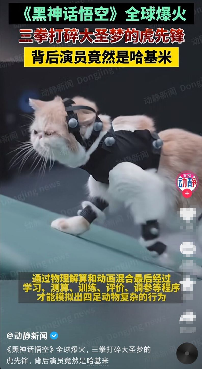 虎先锋真身曝光,竟是喵界“拳王”😆😹😸😆 1