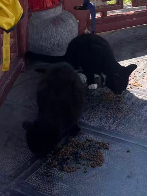 又来看猫猫了 1