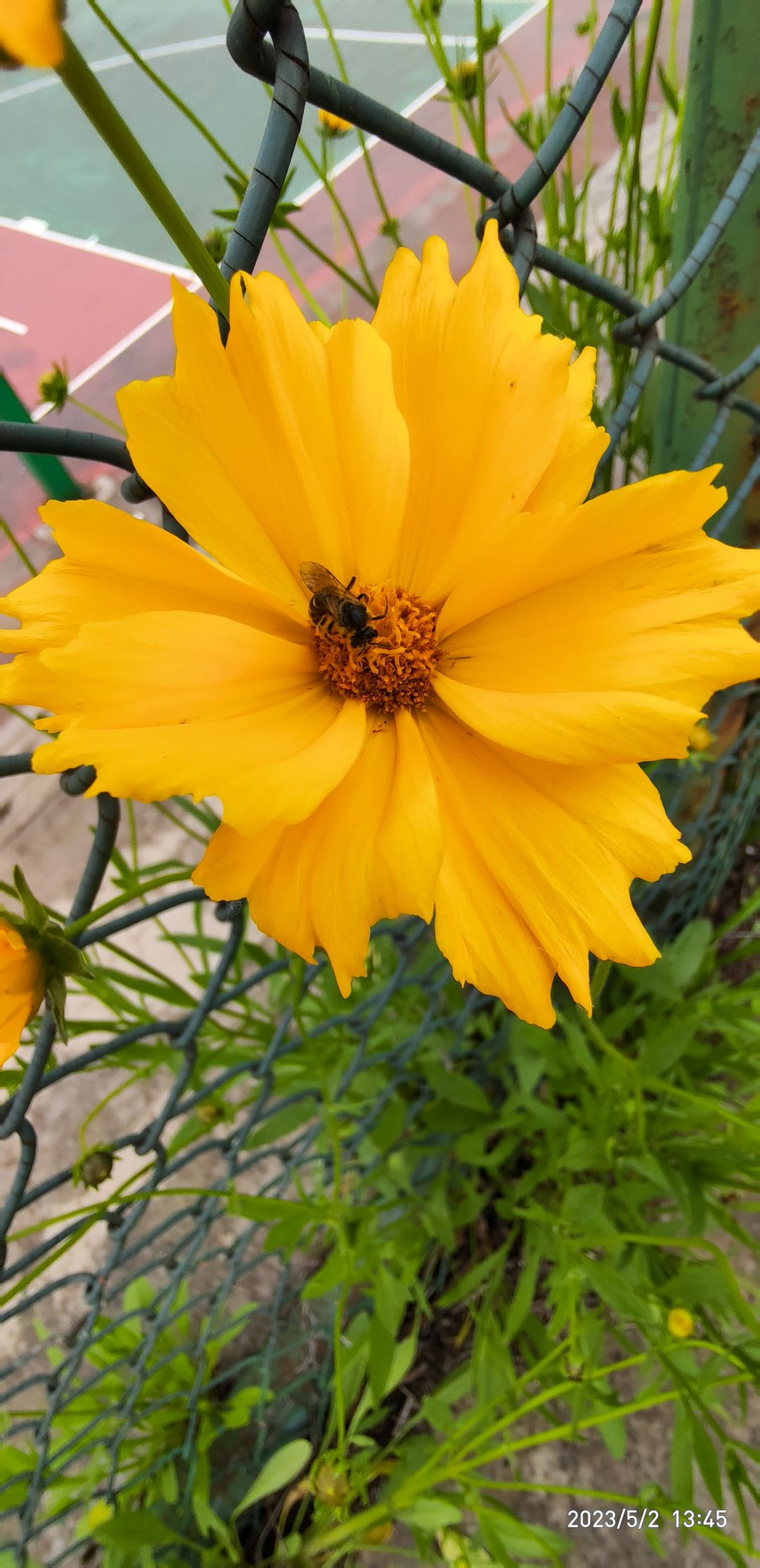 甲虫蝴蝶蜜蜂 3