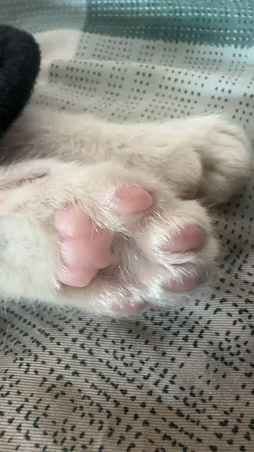 留爪 1
