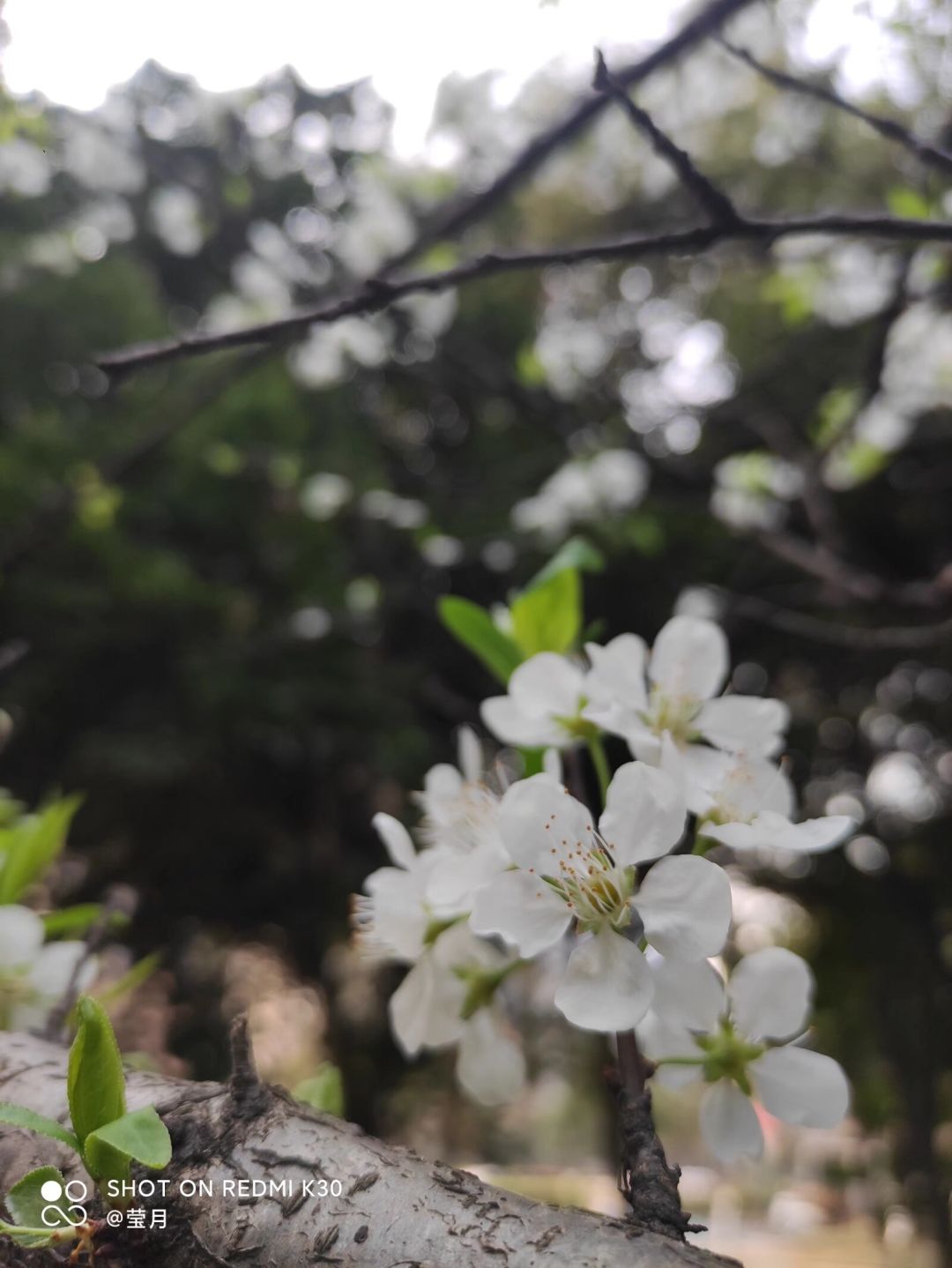 春季🌸活动：妙手拍花 3