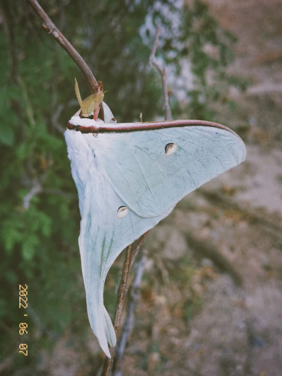 ⚠️天蚕蛾+菜粉蝶🦋🌳 3