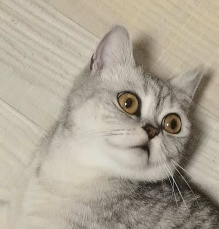 有没有人多一点的帮派。截图