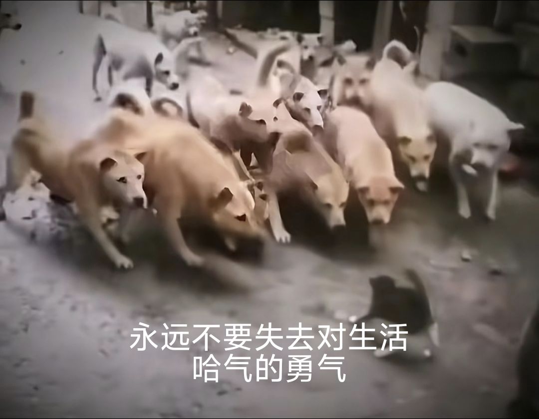 什么时候能加妖壶契约无上限,和结婚无上限 1