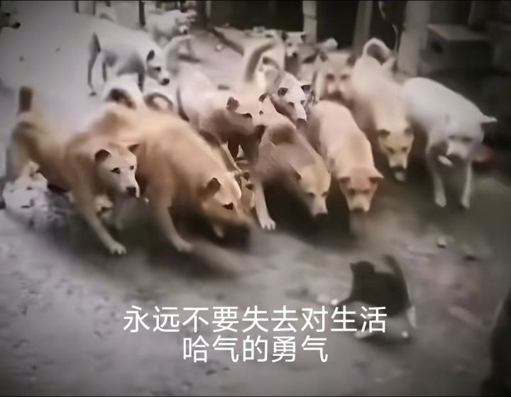 什么时候能加妖壶契约无上限,和结婚无上限截图
