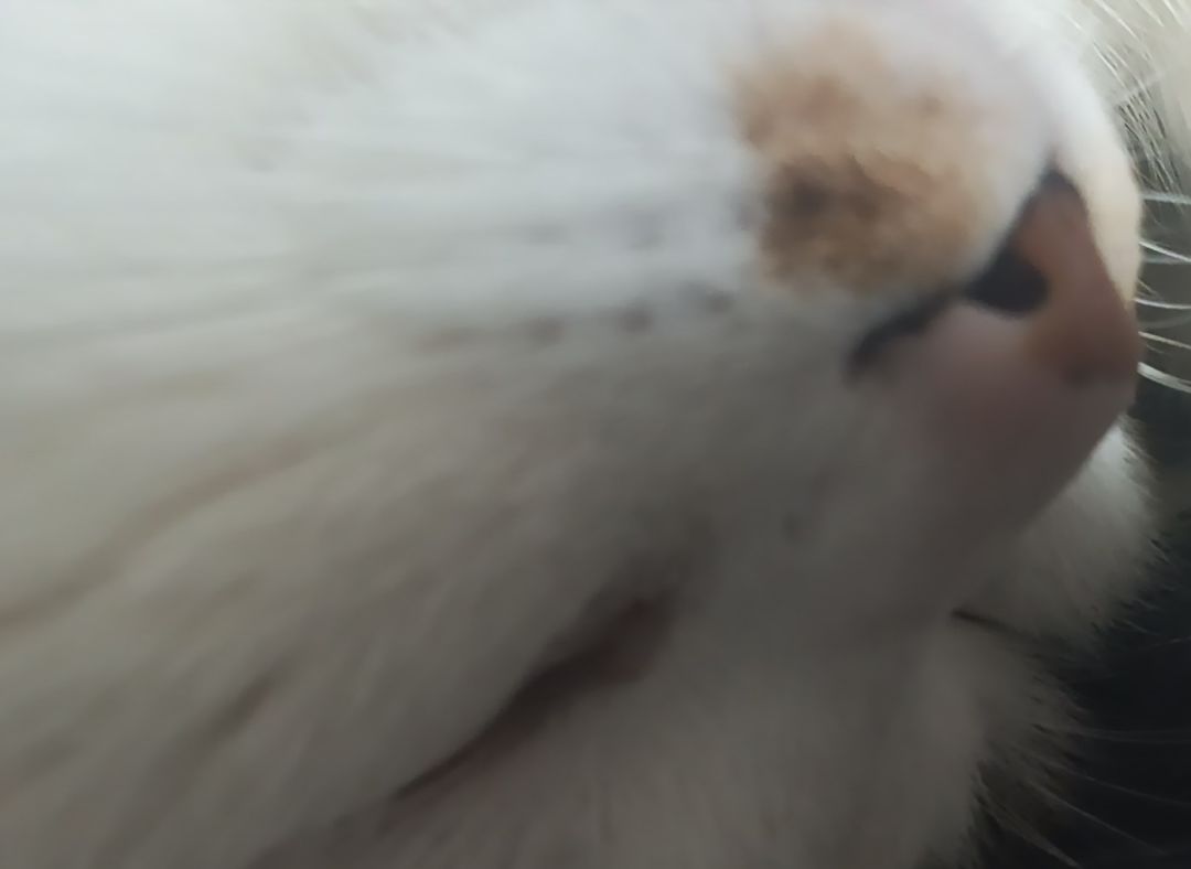 我家猫窝在我怀里睡着了,望周知!!! 2