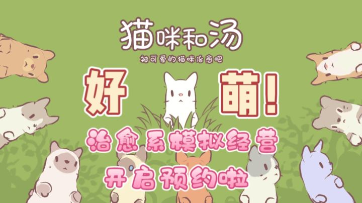 《猫咪和汤》——谁能拒绝一群会赚钱的🉑爱猫猫！截图