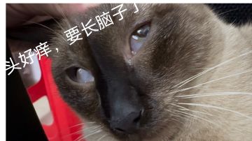 物理赛琳娜寝取(轻取)角色挑战关3(1min30s)