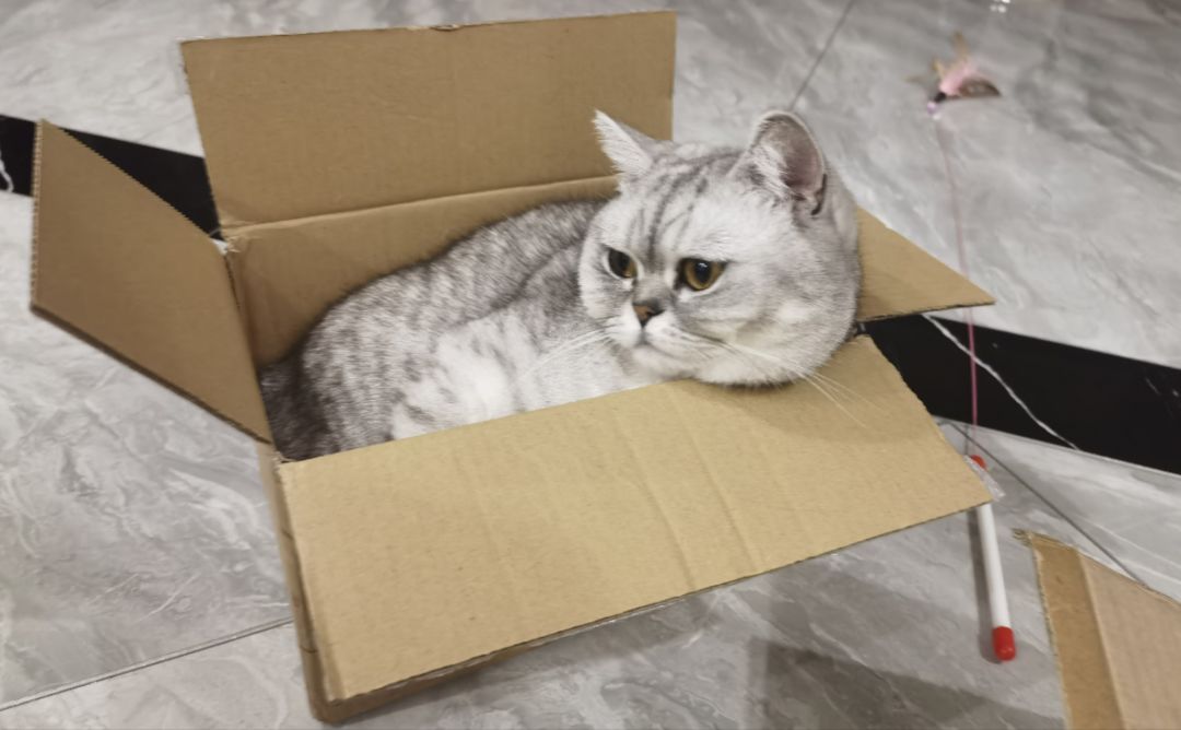 猫咪震楼! 1