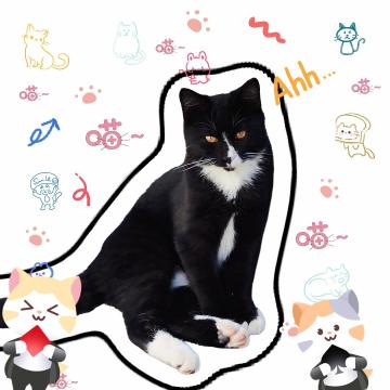 被小猫咪瞪了！你的牌搭子呢？🐾