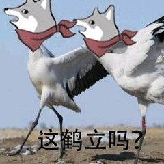#鸣潮 优化真的。。。我都开始怀疑我电脑配置了截图