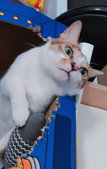 反馈收集帖，有什么建议和BUG都可以反馈哦