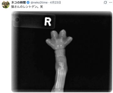 以防你没见过小猫的X光片