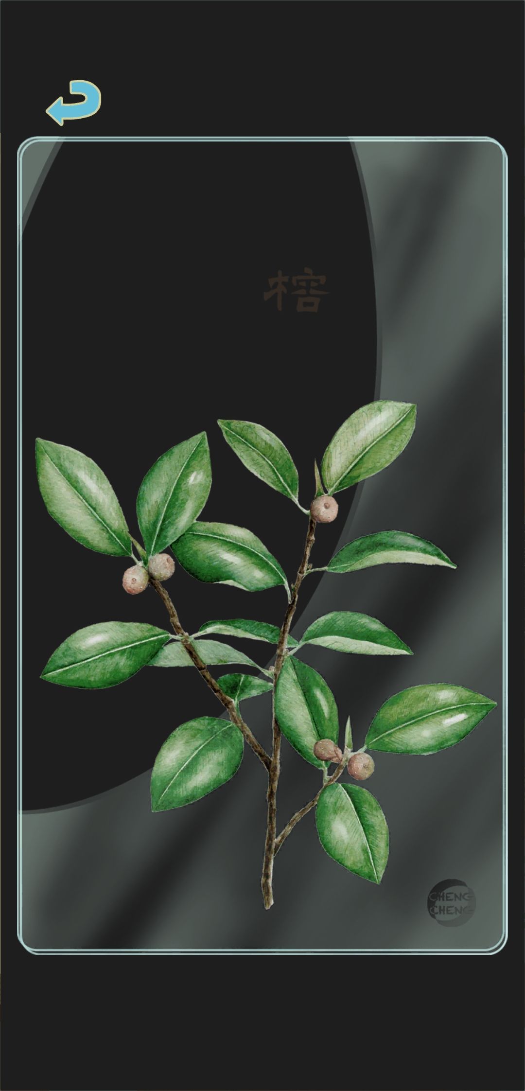夏季树种透卡2 3