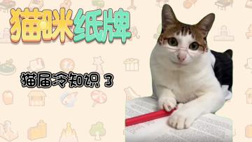 《猫咪纸牌》猫界冷知识③--猫咪眼里的世界？🧐