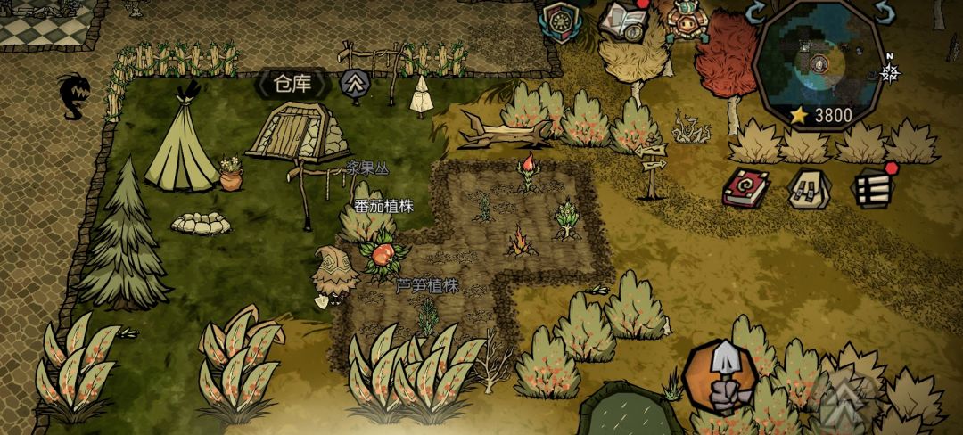 【攻略】饥荒新人怎么移植浆果到家园 3