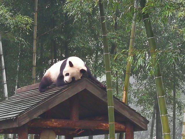 不掉东西截图