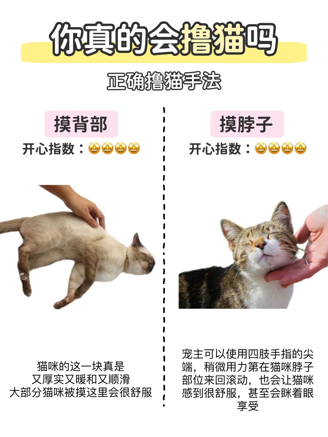 新手撸猫说明书📖如何正确撸猫不被咬⁉️ 7