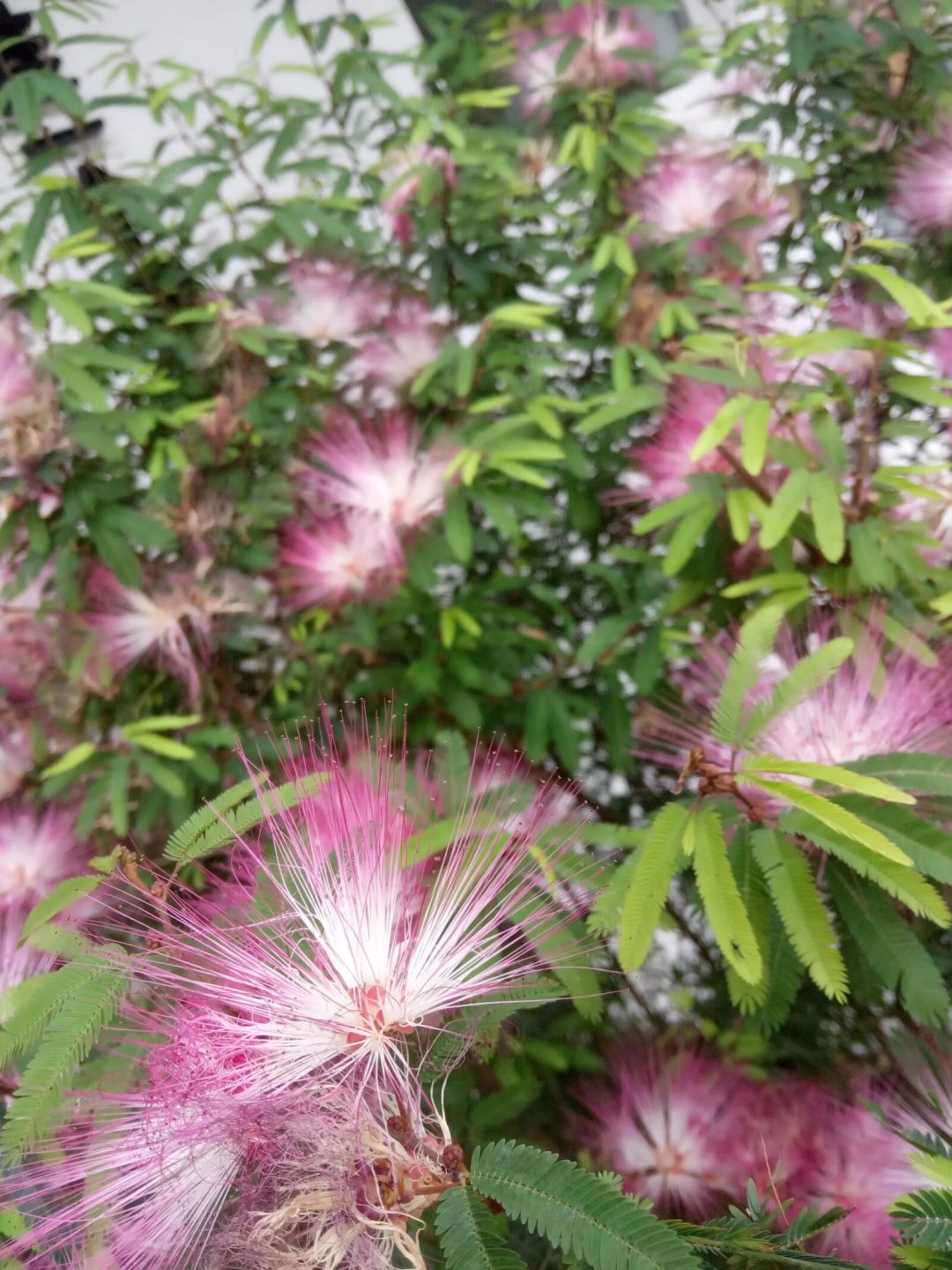 春季🌸活动：妙手拍花 7