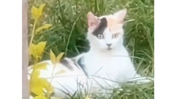 战团副本 中级威胁