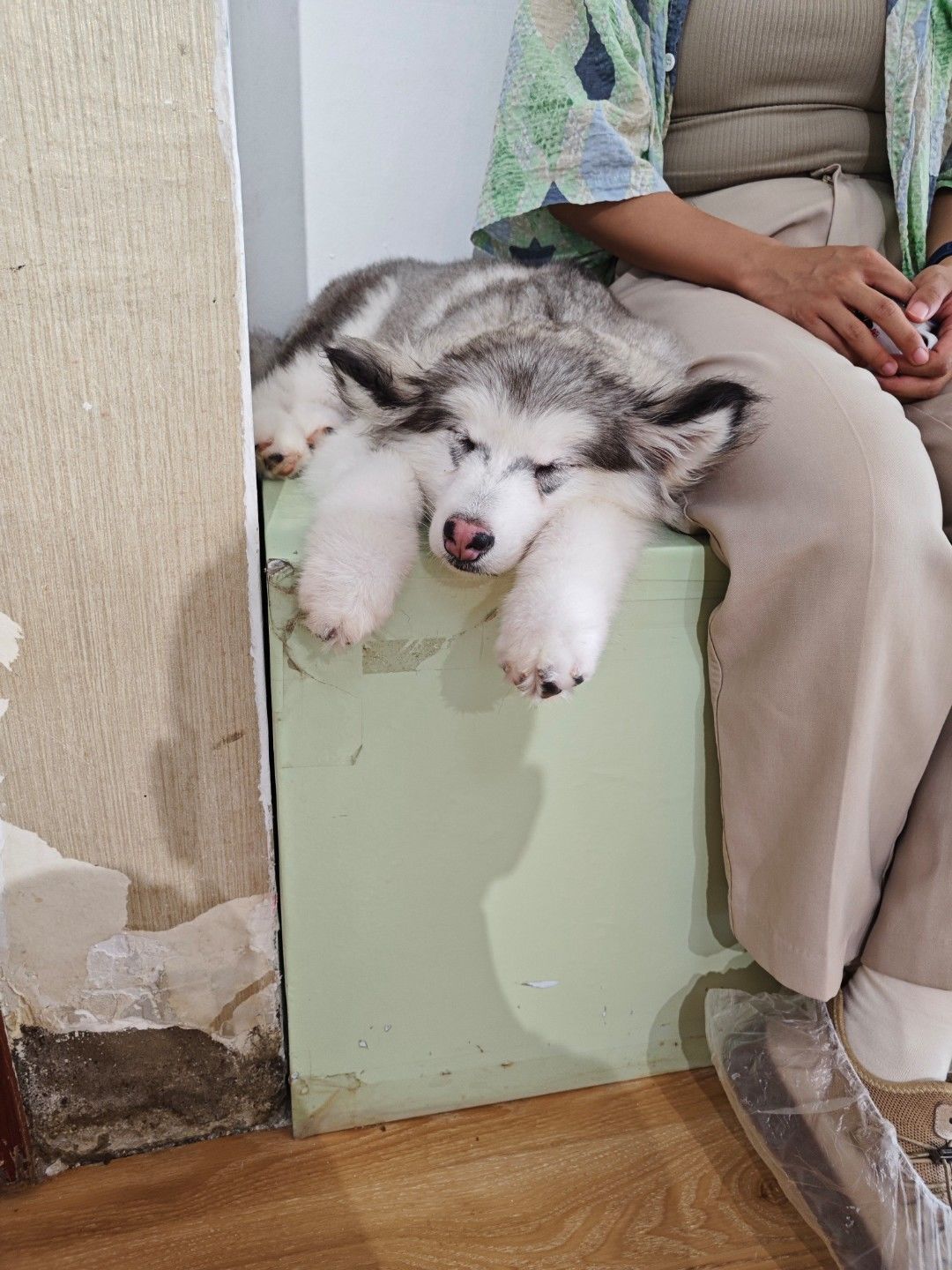指🐶为🐴 1