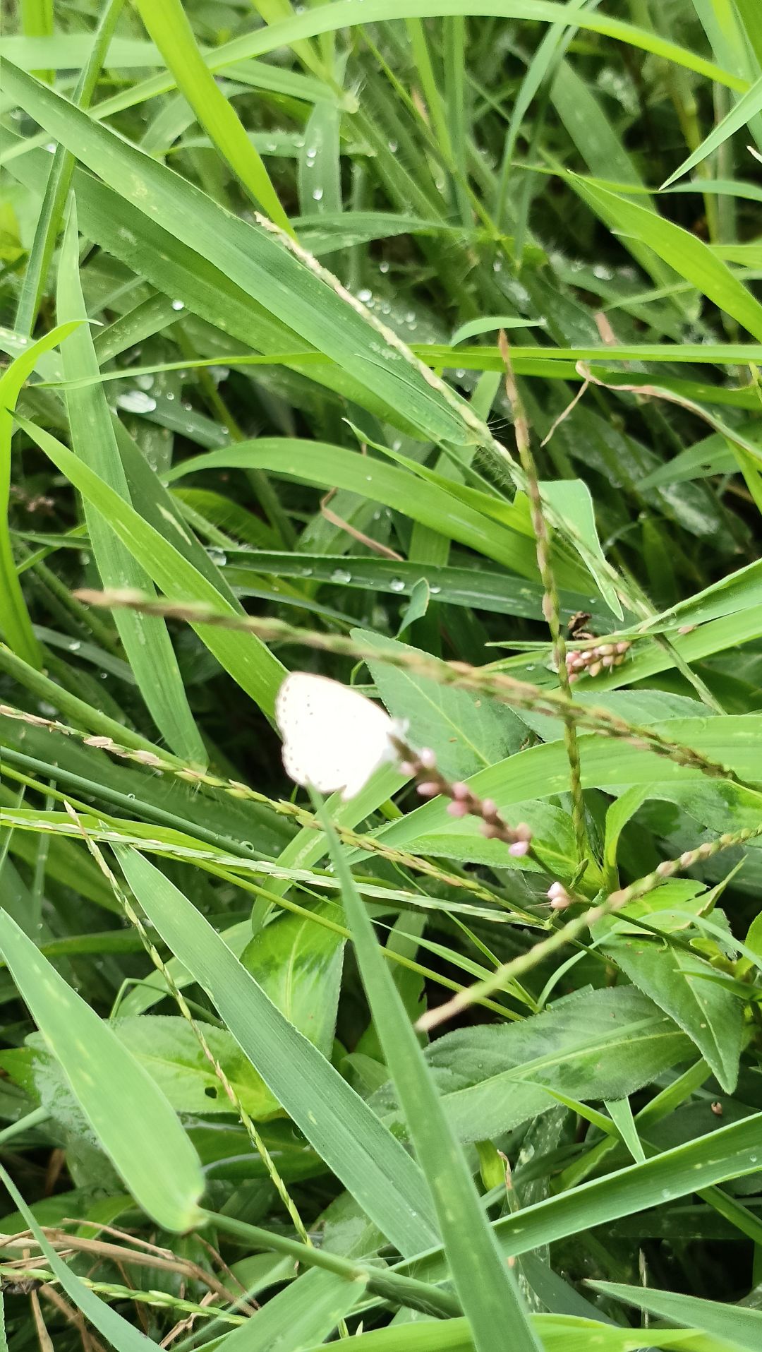 ⚠昆虫警告 3