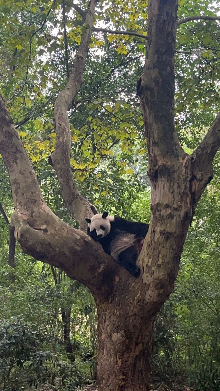 这次不解决好，周年角色肯定起飞了截图