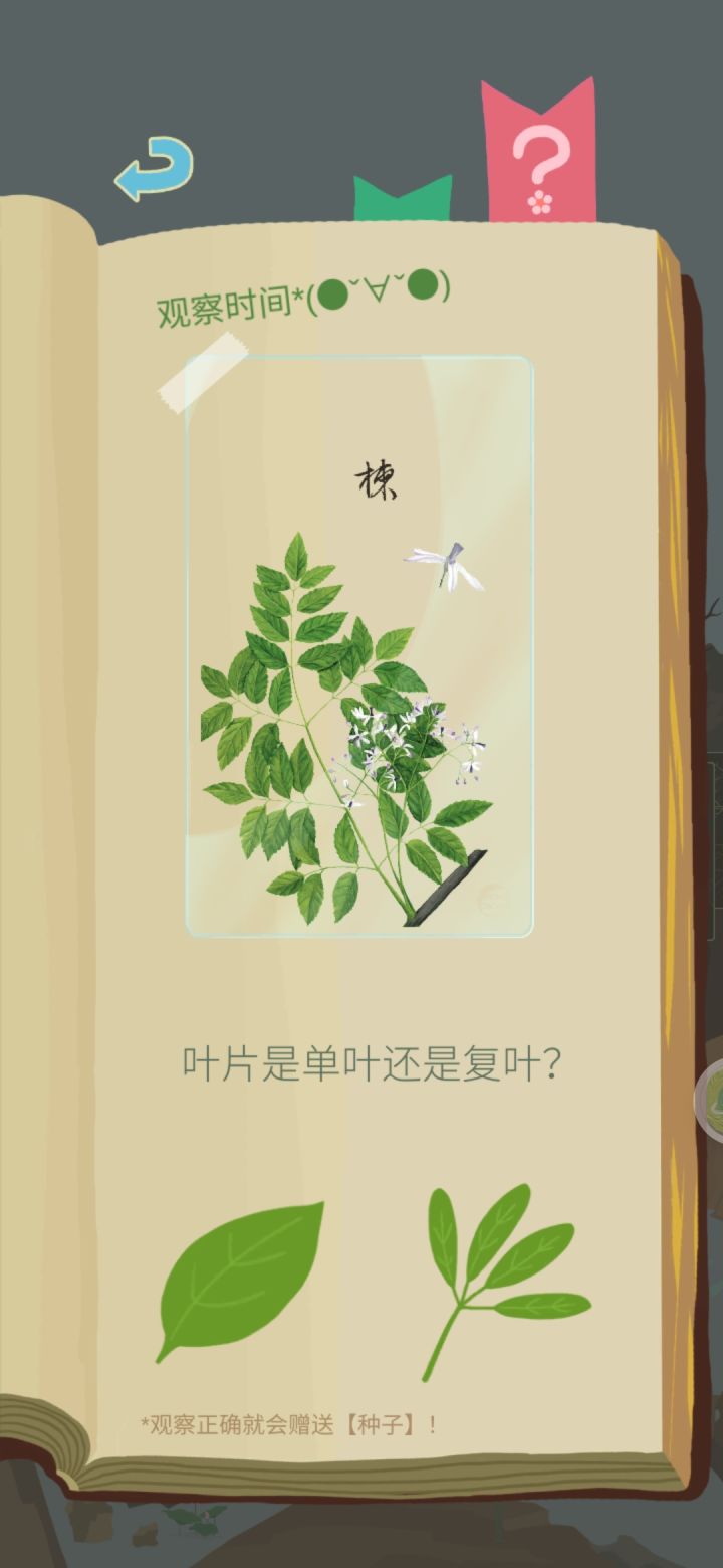 楝是单叶?同时又是一回羽状复叶?截图