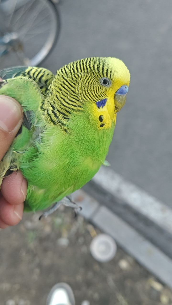 🦅捡了个笨鸟，等了半个多小时了附近都没人来找[表情_草]截图
