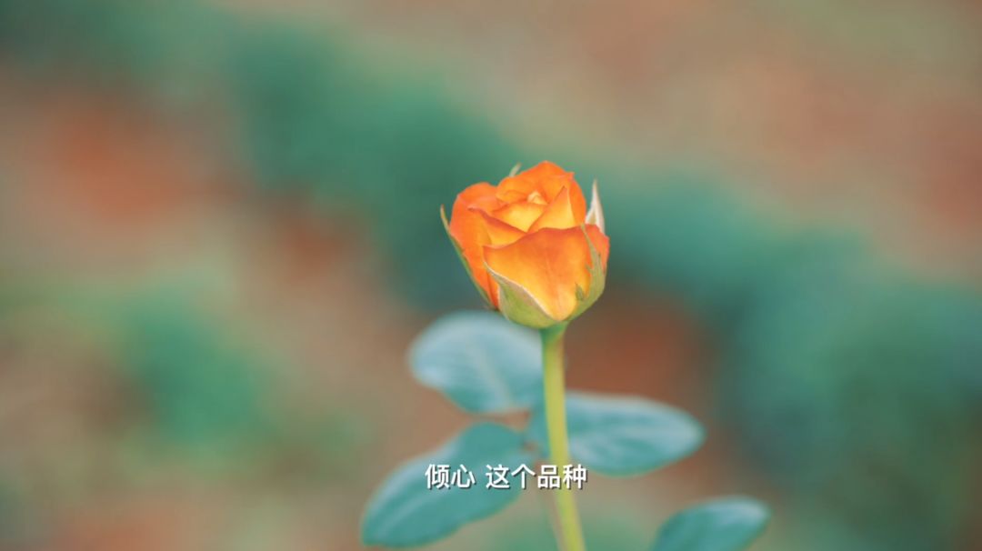 一年了,才知道是有真花的…… 1