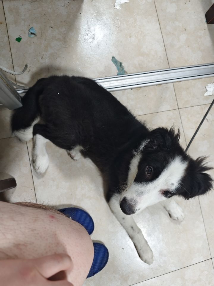 这游戏似曾相识截图