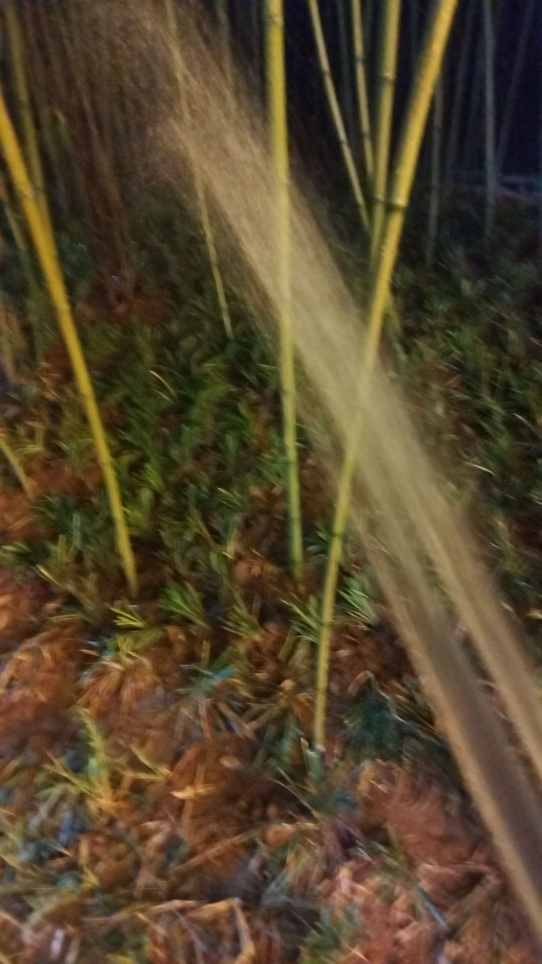 动态图片 11